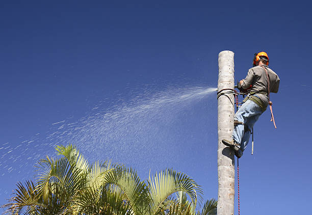 Best Arborist Consultation Services  in Geva, NE