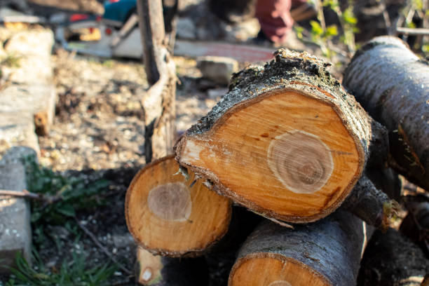 Best Storm Damage Tree Cleanup  in Geva, NE