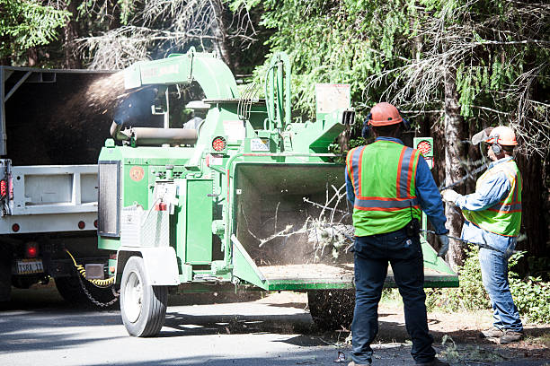 Trusted Geneva, NE Tree Care Experts